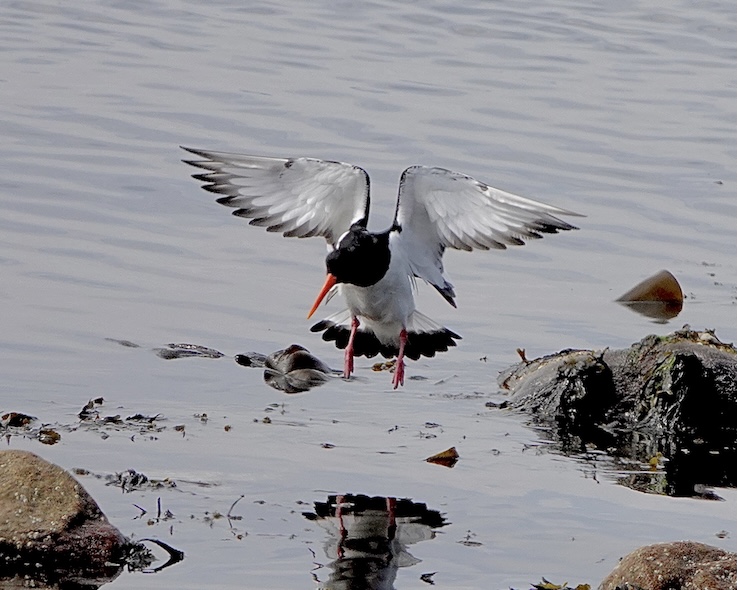 oystercatcher